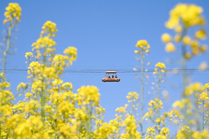 賞春花、品春菜 重慶民眾邂逅春日浪漫