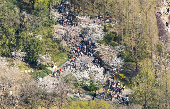北京玉淵潭公園櫻花迎來最佳觀賞期