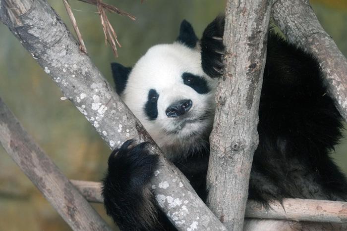 成都大熊貓憨態可掬