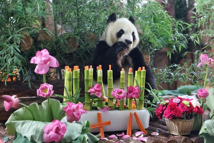 濟南動物園為大熊貓華奧慶祝18歲生日