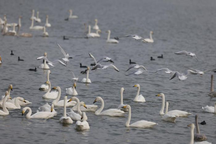 河南三門峽：黃河濕地上演“天鵝舞”