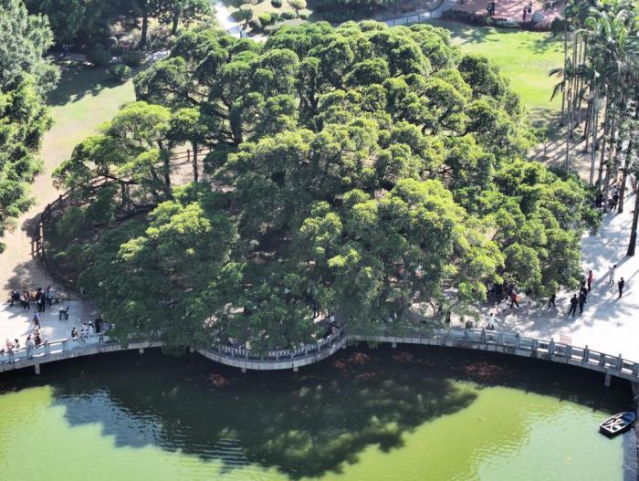 榕城“榕樹王”獨木成林 冠幅達(dá)1330平方米