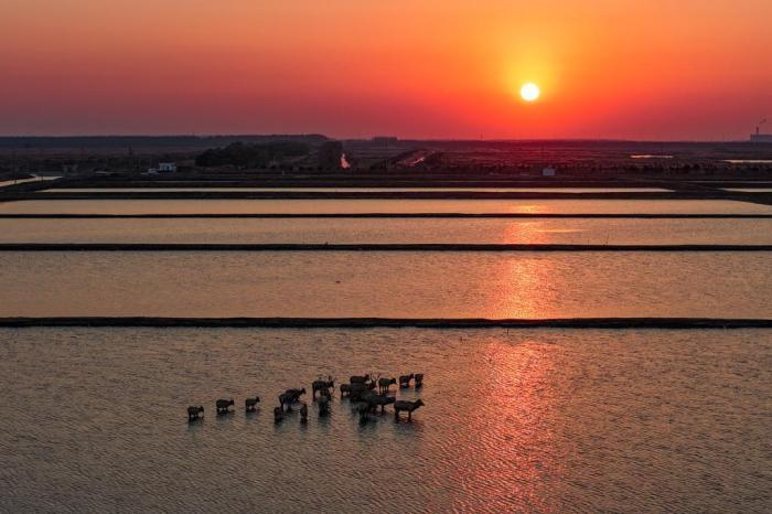 麋鹿成群“繪就”黃海之濱生態長卷