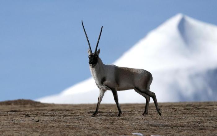 冬日藏北高原藏羚羊自由馳騁