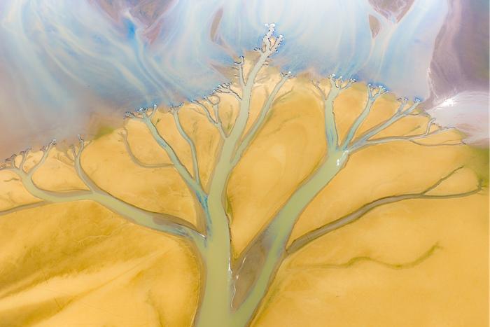 江西進賢：鄱陽湖灘涂現“大地之樹”景觀