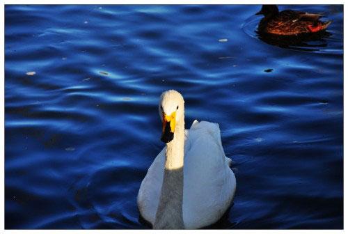 ���ܔ��a���C�Ј� ���M���Pע��ǰʮ��C