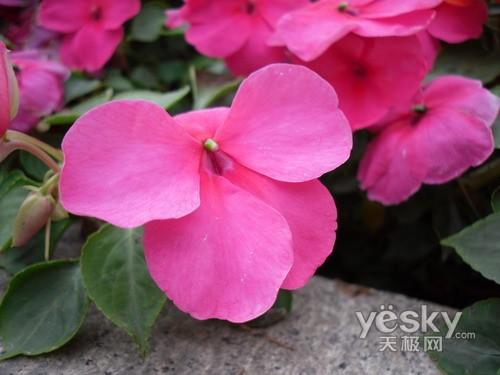 ̫��С��ƽ����� �����L����(sh��)�a���C���]