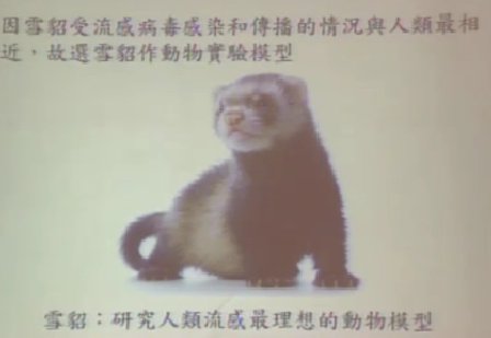 港大研究稱哺乳動物可經(jīng)唾沫傳播H7N9病毒