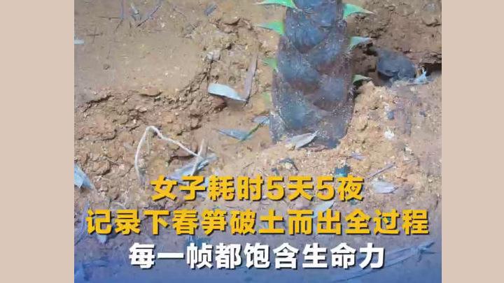 女子耗時(shí)5天5夜記錄下春筍破土而出全過(guò)程