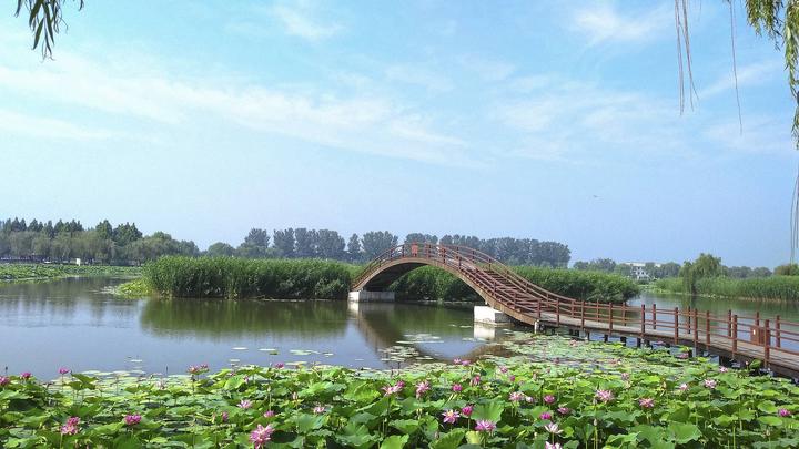 江山如此多嬌丨荷開十里，不如泛舟白洋淀，和你……