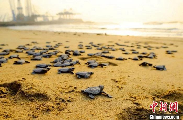 【共建“一帶一路”綠色成果】加納·特碼新集裝箱碼頭項目