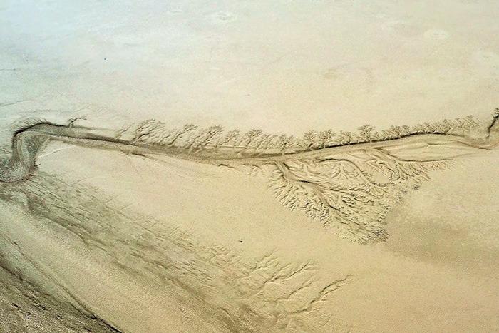 內蒙古戈壁上現浮雕版“胡楊樹”