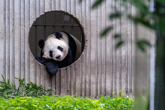 四川臥龍神樹(shù)坪基地大熊貓靜享秋日時(shí)光